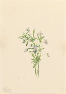 Field Violet (Viola rafinesquii), 1919. Creator: Mary Vaux Walcott