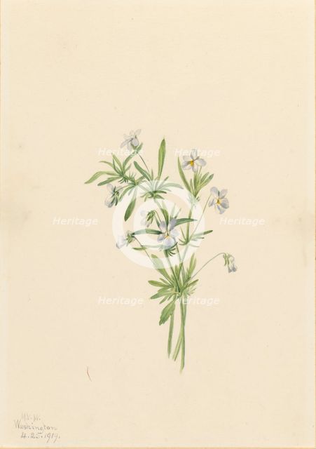 Field Violet (Viola rafinesquii), 1919. Creator: Mary Vaux Walcott.