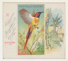 Fiery-Tailed Sun Bird, from Birds of the Tropics series (N38) for Allen & Ginter Cigarette..., 1889. Creator: Allen & Ginter