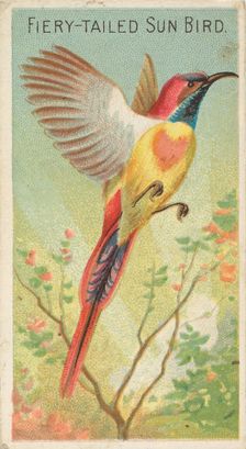 Fiery-Tailed Sun Bird, from the Birds of the Tropics series (N5) for Allen & Ginter Cigare..., 1889. Creator: Allen & Ginter