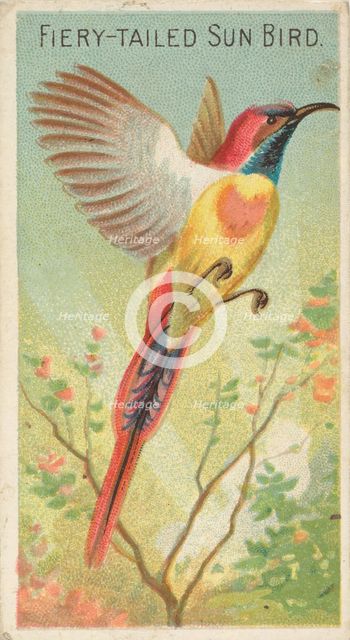 Fiery-Tailed Sun Bird, from the Birds of the Tropics series (N5) for Allen & Ginter Cigare..., 1889. Creator: Allen & Ginter.