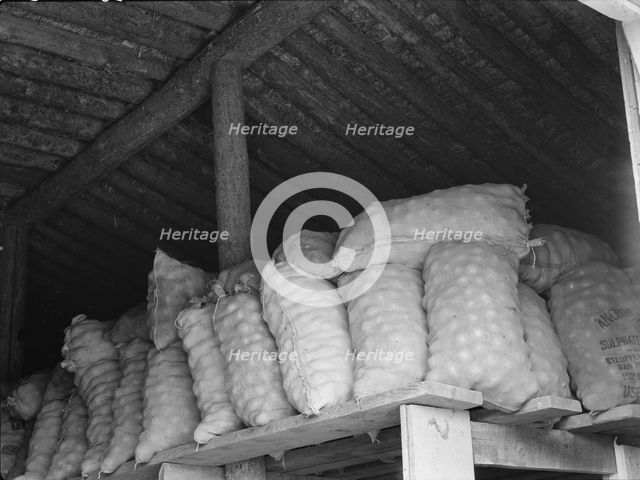Fifty-pound bags of onions in storage shed, ready for market, Malheur County, Oregon, 1939 Creator: Dorothea Lange.