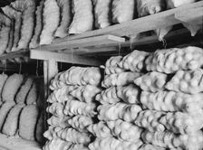 Fifty-pound bags of onions in storage shed, ready for market, Malheur County, Oregon, 1939. Creator: Dorothea Lange
