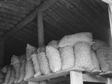 Fifty-pound bags of onions in storage shed, ready for market, Malheur County, Oregon, 1939 Creator: Dorothea Lange