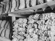Fifty-pound bags of onions in storage shed, ready for market, Malheur County, Oregon, 1939. Creator: Dorothea Lange