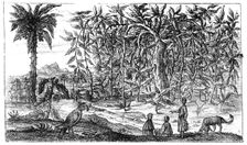Fig Trees 19th century