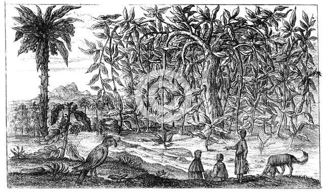 'Fig Trees', 19th century. Artist: Unknown