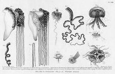 Fig.1.2. Stinging Cubomedusae; F.3.4. Its Long Tentacles; F. 5. Sea Medusae with..., 1813. Creator: Pavel Ivanovich Maslovskii