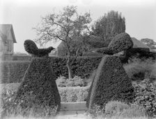 Fighting Cocks topiary at Great Dixter, Northiam, East Sussex, 1927. Artist: Nathaniel Lloyd
