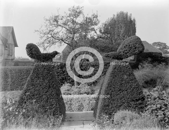 'Fighting Cocks' topiary at Great Dixter, Northiam, East Sussex, 1927. Artist: Nathaniel Lloyd