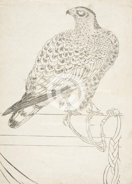 Fighting Hawk, early 18th century. Creator: Unknown.