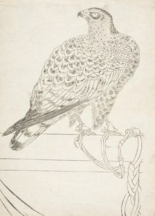 Fighting Hawk, early 18th century. Creator: Unknown