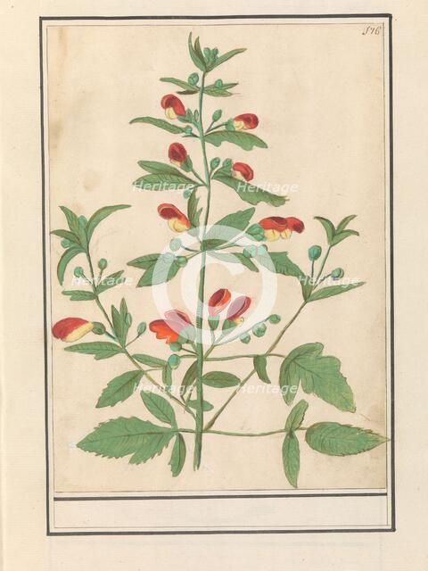 Figwort, possibly Knotted Figwort (Scrophularia nodosa), 1596-1610. Creators: Anselmus de Boodt, Elias Verhulst.