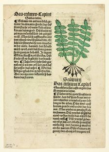 Figwort (recto), and Bloodroot (verso), from Gart der Gesundheit (Garden of Health)..., 1929. Creators: Unknown, Johann Schönsperger the Elder, Johannes de Cuba, Wilhelm Ludwig Schreiber