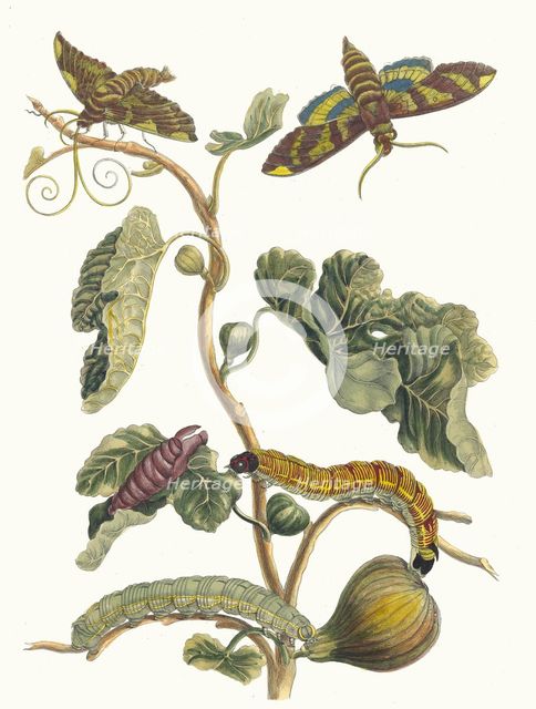 Figuier d'Amerique. From the Book Metamorphosis insectorum Surinamensium, 1705. Creator: Merian, Maria Sibylla (1647-1717).