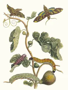 Figuier d'Amerique. From the Book Metamorphosis insectorum Surinamensium, 1705. Creator: Merian, Maria Sibylla (1647-1717)
