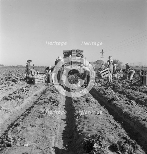 Filipino crew of fifty-five boys cutting and loading lettuce, Imperial Valley, California, 1937. Creator: Dorothea Lange.