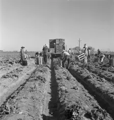 Filipino crew of fifty-five boys cutting and loading lettuce, Imperial Valley, California, 1937. Creator: Dorothea Lange