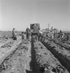 Filipino crew of fifty-five boys cutting and loading lettuce, Imperial Valley, California, 1937. Creator: Dorothea Lange
