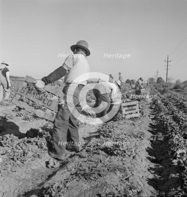 Filipino crew of fifty-five boys cutting and loading lettuce, Imperial Valley, California, 1937. Creator: Dorothea Lange.