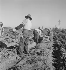 Filipino crew of fifty-five boys cutting and loading lettuce, Imperial Valley, California, 1937. Creator: Dorothea Lange
