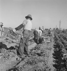 Filipino crew of fifty-five boys cutting and loading lettuce, Imperial Valley, California, 1937. Creator: Dorothea Lange