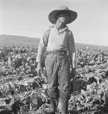 Filipino boy of a labor gang cutting cauliflower near Santa Maria, California, 1937. Creator: Dorothea Lange