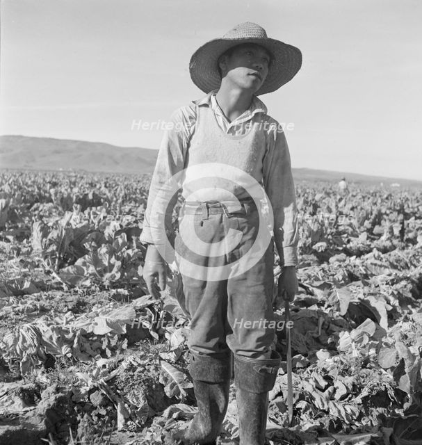 Filipino boy of a labor gang cutting cauliflower near Santa Maria, California, 1937. Creator: Dorothea Lange.
