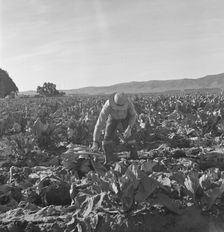 Filipino boy, one of a labor gang, cutting cauliflower near Santa Maria, California, 1937. Creator: Dorothea Lange