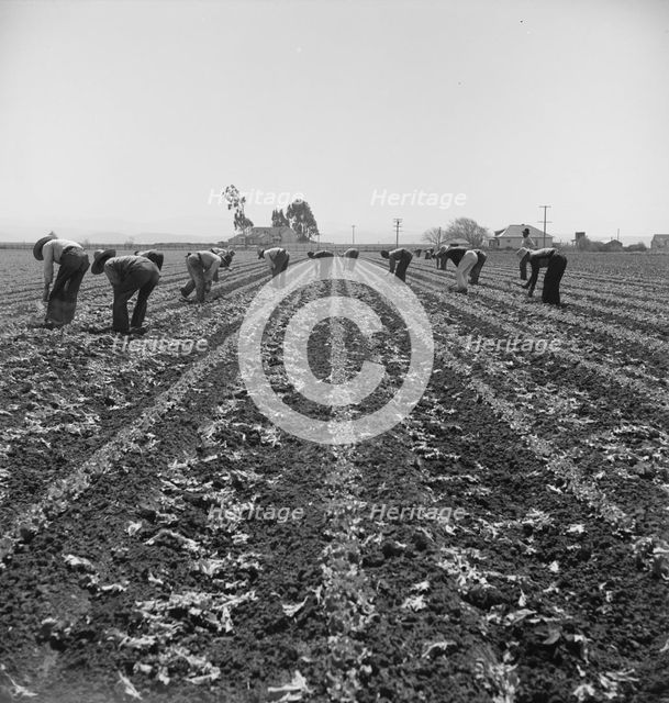 Filipino boys thinning lettuce, Salinas Valley, California, 1939. Creator: Dorothea Lange.