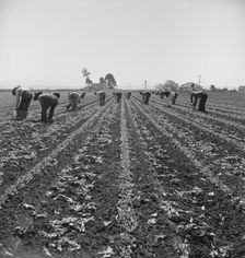 Filipino boys thinning lettuce, Salinas Valley, California, 1939. Creator: Dorothea Lange