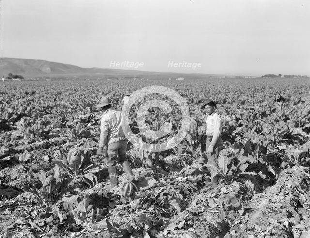 Filipino boys cutting cauliflower (gang labor) near Santa Maria, California, 1937. Creator: Dorothea Lange.