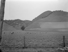 Filipino gang labor in pea fields near Pismo Beach, Nipomo, California, 1936. Creator: Dorothea Lange