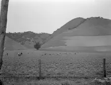 Filipino gang labor in pea fields near Pismo Beach, Nipomo, California, 1936. Creator: Dorothea Lange