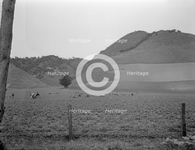 Filipino gang labor in pea fields near Pismo Beach, Nipomo, California, 1936. Creator: Dorothea Lange.