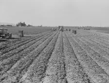 Filipino gang of spinach harvesters, near Santa Maria, California, 1939. Creator: Dorothea Lange