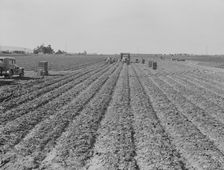 Filipino gang of spinach harvesters, near Santa Maria, California, 1939. Creator: Dorothea Lange