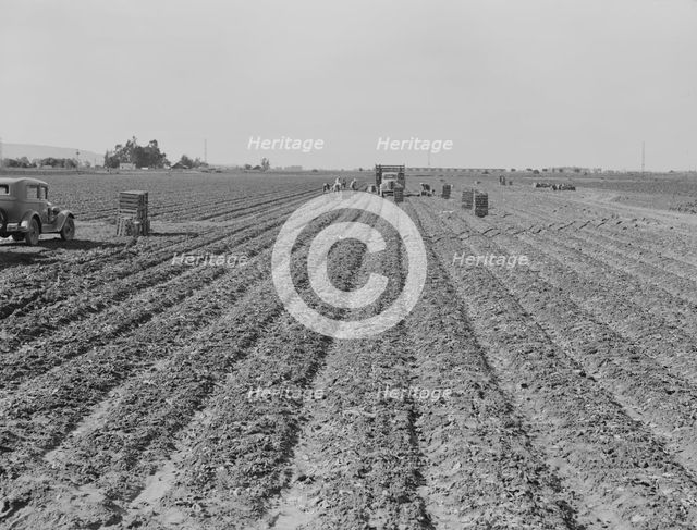 Filipino gang of spinach harvesters, near Santa Maria, California, 1939. Creator: Dorothea Lange.