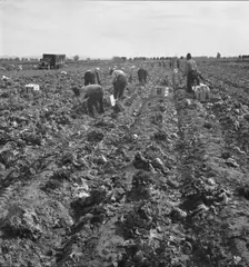 Filipino field gang in lettuce, Brawley, Imperial Valley, California, 1939. Creator: Dorothea Lange
