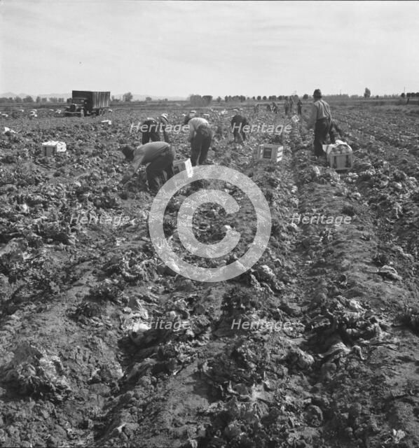 Filipino field gang in lettuce, Brawley, Imperial Valley, California, 1939. Creator: Dorothea Lange.