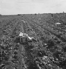 Filipino field gang in lettuce, Brawley, Imperial Valley, California, 1939. Creator: Dorothea Lange