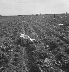Filipino field gang in lettuce, Brawley, Imperial Valley, California, 1939. Creator: Dorothea Lange
