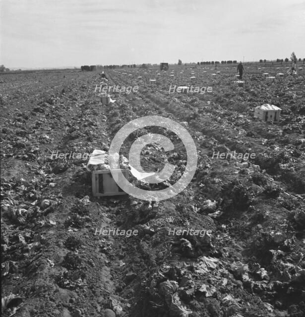 Filipino field gang in lettuce, Brawley, Imperial Valley, California, 1939. Creator: Dorothea Lange.