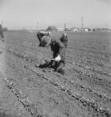 Filipino thinning lettuce, Salinas Valley, California, 1939. Creator: Dorothea Lange