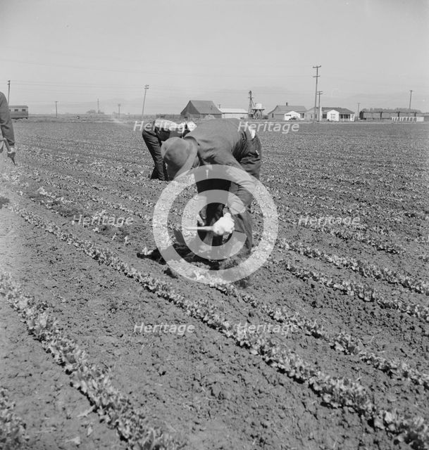 Filipino thinning lettuce, Salinas Valley, California, 1939. Creator: Dorothea Lange.