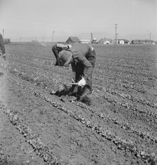 Filipino thinning lettuce, Salinas Valley, California, 1939. Creator: Dorothea Lange