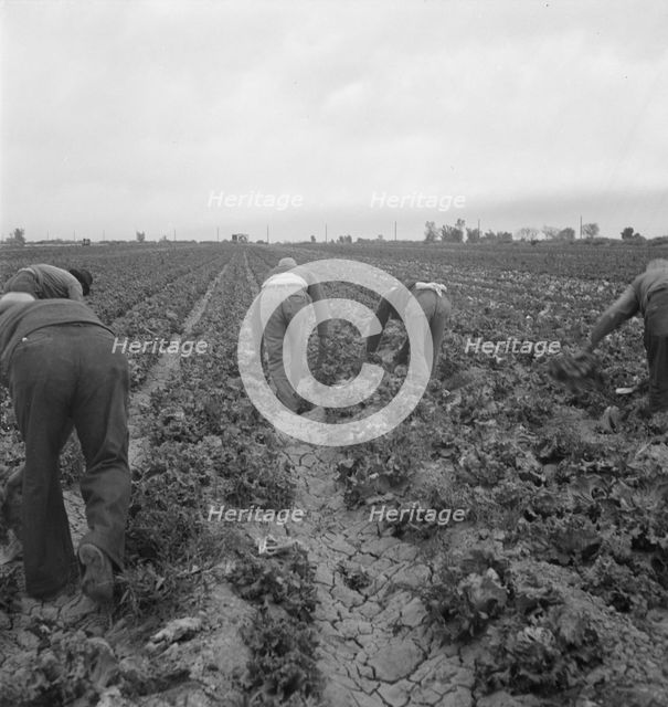 Filipinos cutting lettuce, Imperial Valley, CA, 1939. Creator: Dorothea Lange.