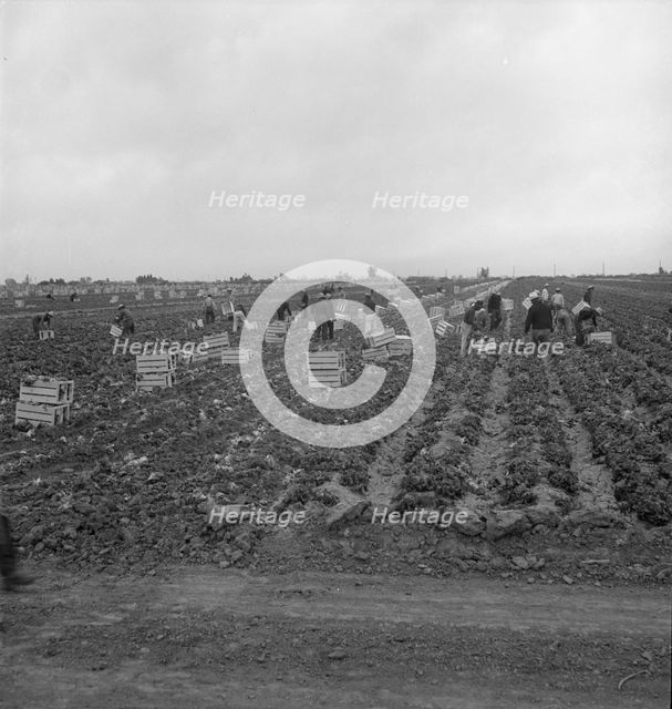 Filipinos cutting lettuce, near Westmorland, California, 1939. Creator: Dorothea Lange.