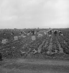 Filipinos cutting lettuce, near Westmorland, California, 1939. Creator: Dorothea Lange