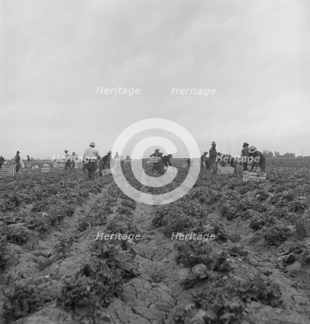Filipinos cutting lettuce, near Westmorland, California, 1939. Creator: Dorothea Lange.
